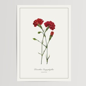 Anjer Botanische Print | Gedrukte en verzonden illustratie | Bloemen aquarel Home Decor