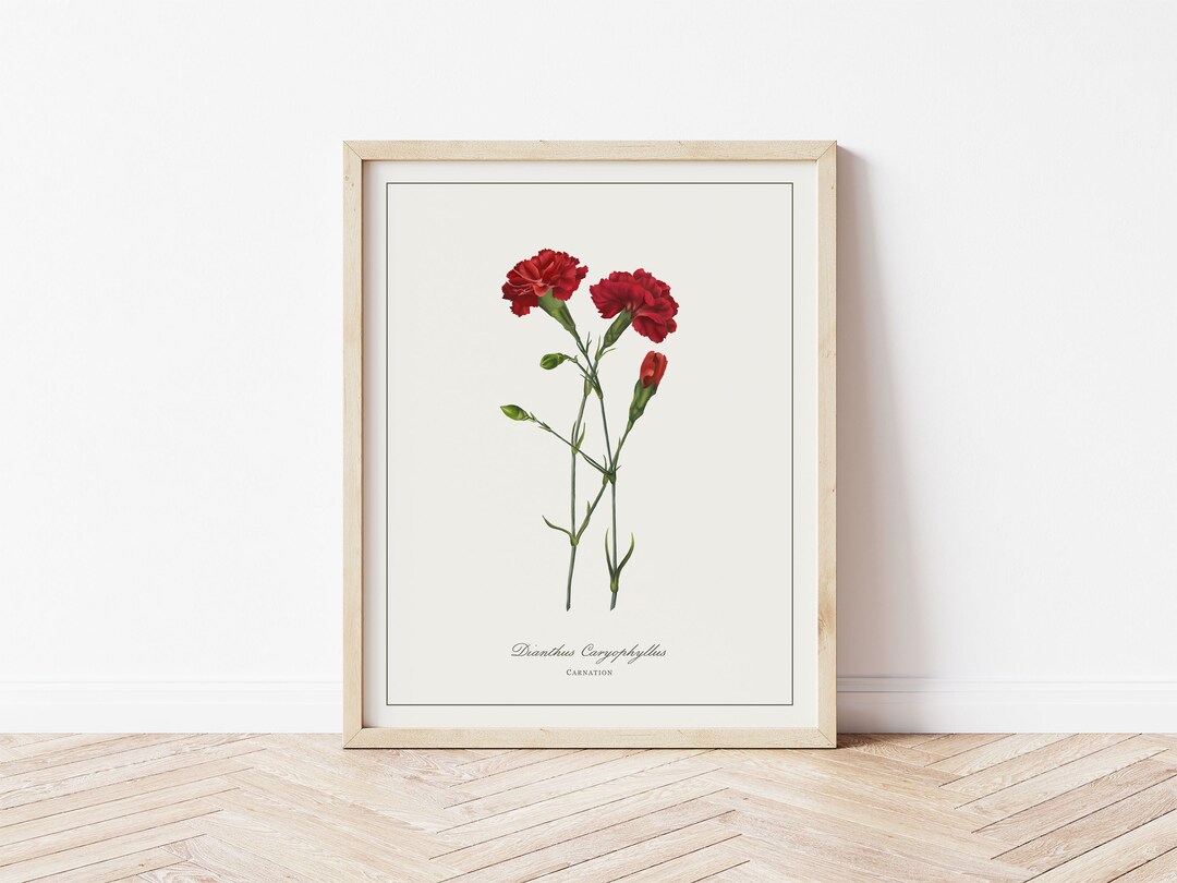 Carnation Botanical Illustration | Digital Plant Artwork | Minimalistic ...