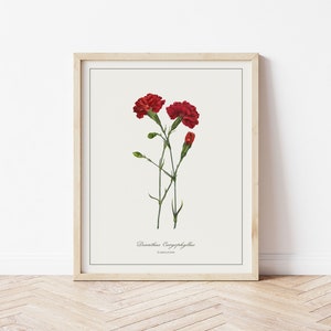 Carnation Botanical Illustration | Digital Plant Artwork | Minimalistic Simple Art | Printable Floral Watercolour Print | Home Decor