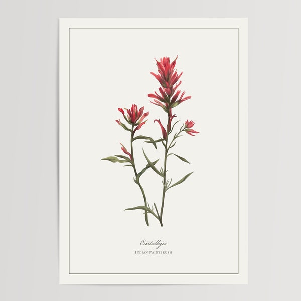 Indian Paintbrush Botanical Print | Printed and Shipped Illustration | Floral Watercolour Home Decor