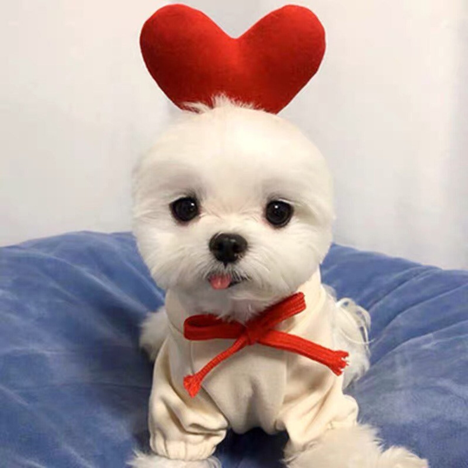 Pet Clothes for Small Dogs Cute Dog Hoodies Puppy Sweater Warm Etsy