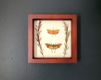 Lanternfly Duo w/ Florals in UV Protected Walnut Frame (6"x6")