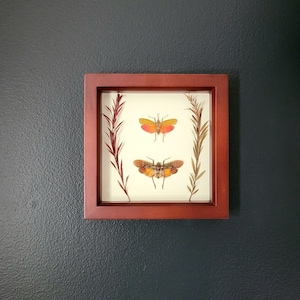 Lanternfly Duo w/ Florals in UV Protected Walnut Frame (6&quot;x6&quot;)