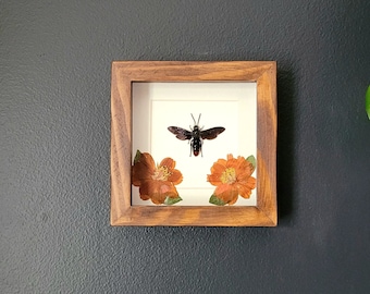 Black Giant Wasp w/ Florals in Stained Wood Frame (5.6"x5.6")