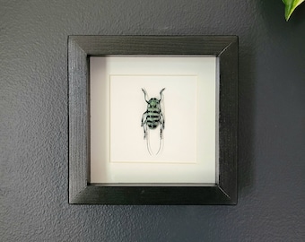Turquoise Long-Horned Beetle in Black Wood Frame (5.6"x5.6")