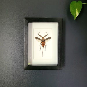Water Scorpion in Black Wood Frame (6"x 8")