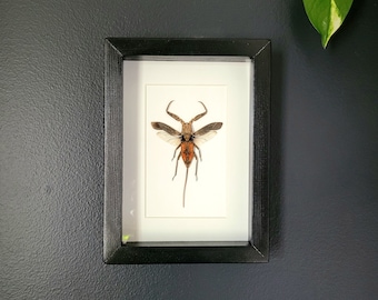 Water Scorpion in Black Wood Frame (6"x 8")