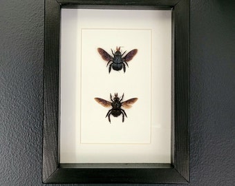 Blue Carpenter Bee Pair in Black Wood Frame (6"x 8")