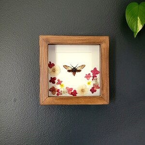 May include: A framed pressed flower and insect art piece. The frame is made of dark wood and features a white background with a brown and white moth in the center. The moth is surrounded by a circle of pink and white pressed flowers.