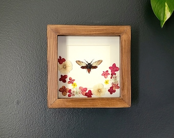 Red Devil Cicada w/ Florals in Stained Wood Frame (5.6"x5.6")