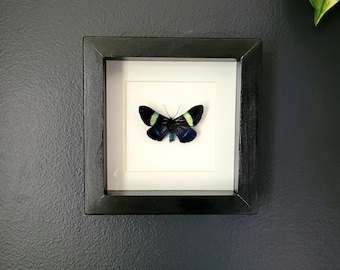 Metallic Blue Moth in Black Wood Frame (5.6"x5.6")