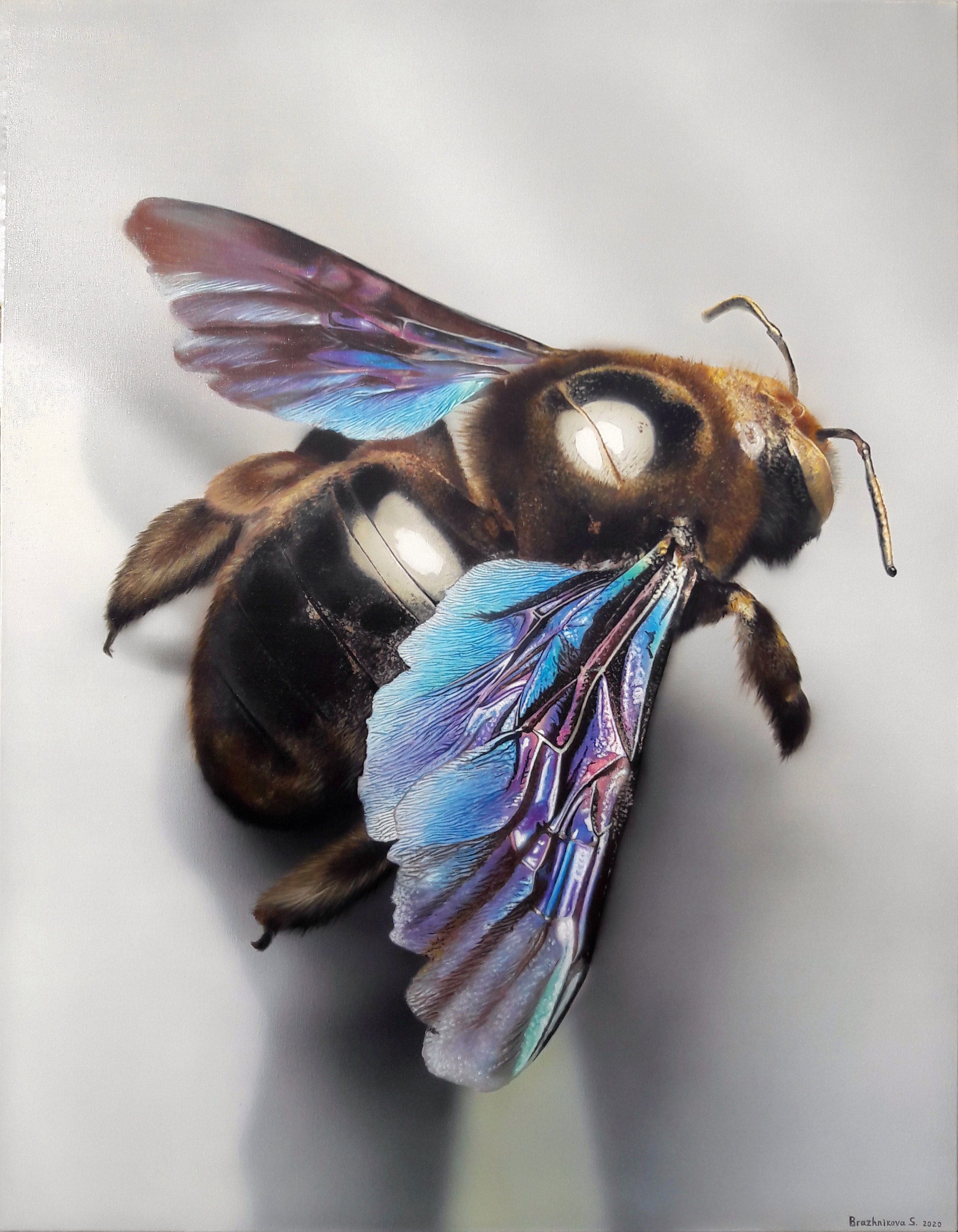 Xylocopa californica、大きな光沢のある羽を持つ蜂、青紫色の光沢の