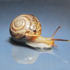 ampullaria, Snail, cochlea, realistic artwork, Wall art, Realism painting, Hyperrealism, pictorial art, Acrylic painting,hyper realistic