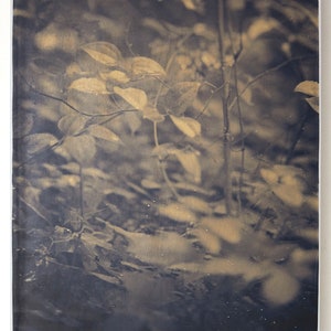 Op de afbeelding: Een sepia-getinte foto van bladeren, met bladeren in goud- en bruintinten. De afbeelding heeft een vintage esthetiek en benadrukt de natuurlijke texturen van bladeren en takken. De compositie suggereert een bos- of tuinsetting, met focus op de natuurlijke details.