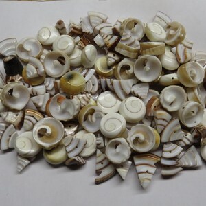 May include: A collection of small, circular, and triangular shell buttons featuring natural white, cream, and brown spiral patterns. Each piece displays a smooth, polished surface with visible drilled holes for attachment, showcasing organic textures and varied shell colorations.