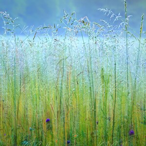 Water Slides – Dew-Covered Grass and Spider Webs in Early Morning Fog Photography Print Art