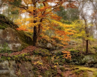 Sugar Maple Photograph, Autumn (Fall) Nature Photography, Photographic Print Art