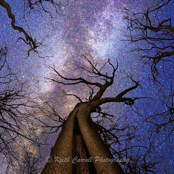 Milky Way Forest Photograph, Inspirational Night Sky Photography, Living room, Bedroom, Print Art