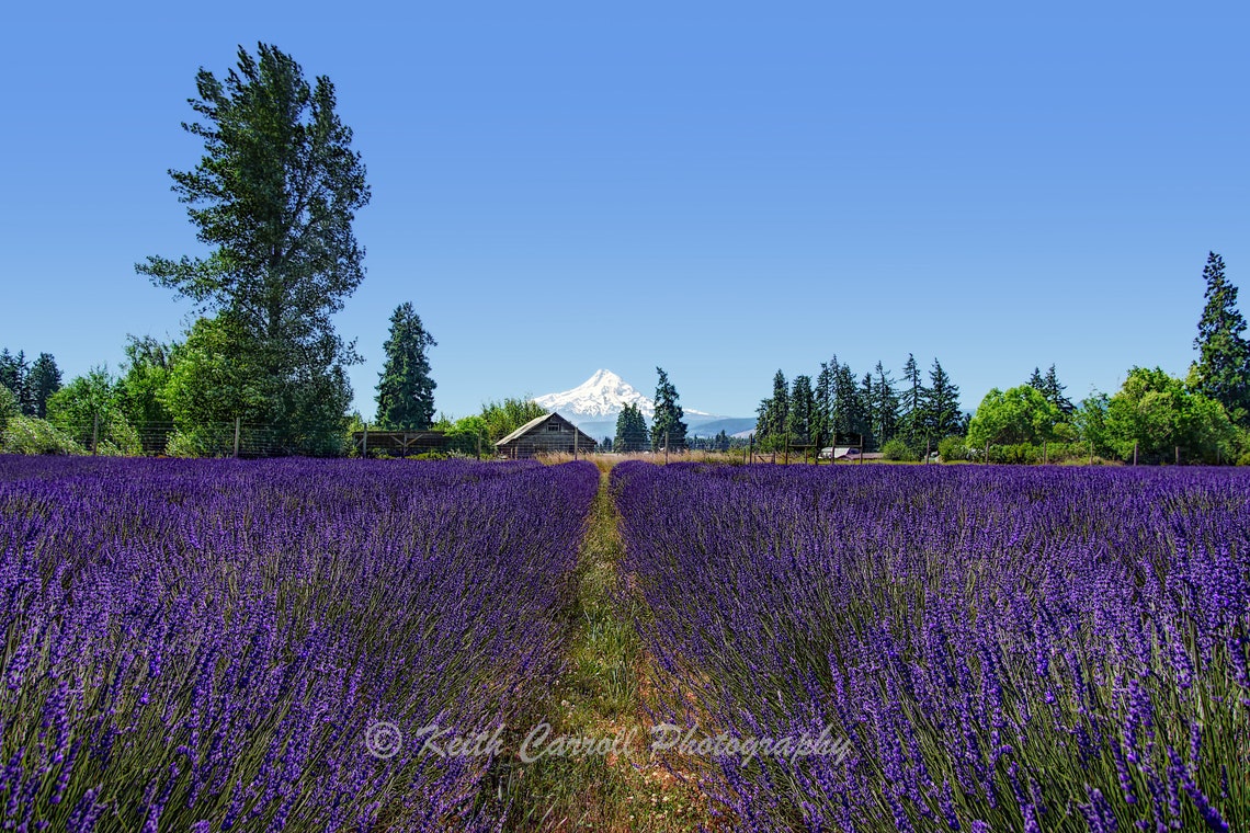 Lavender Farm Near Mt. Hood in Oregon, Landscape Photography, Living