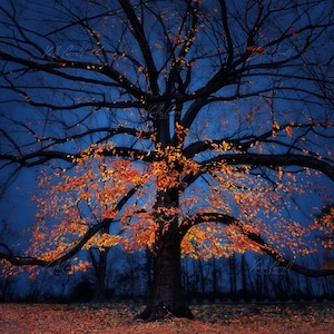 May include: A large tree with bare, dark branches and vibrant orange and yellow leaves against a deep blue sky. The tree's trunk is thick and textured, with a scattering of fallen leaves on the ground.