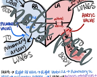 看護ノート-心臓の血液の流れ