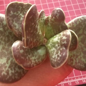 May include: A close-up of a succulent plant with green and purple leaves. The leaves are fleshy and have a mottled pattern.