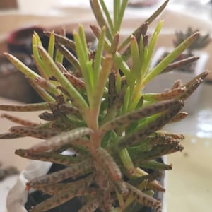 Rare Kalanchoe Tubiflora stresses Pink and Lavender Mother of millions. Bare root plant. Makes lots of butterflies fun to grow, cute gift.