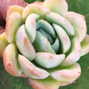 May include: A close-up of a succulent plant with green and pink leaves arranged in a rosette shape.