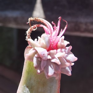May include: A close-up of a pink succulent flower with a curled, dried, brown stem. The flower is in bloom and has a delicate, layered appearance.