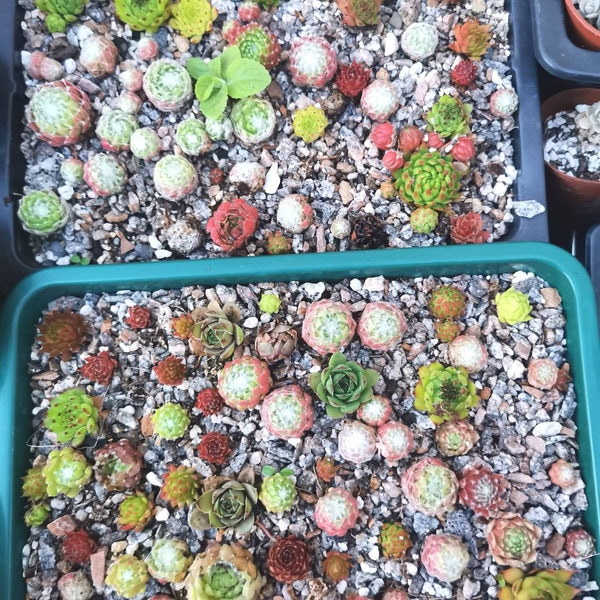 Chick Mix Sempervivums with colours that Pop! cuttings/Chicks Hardy See picture of ones in my hand for size idea see last photos approx 1cm