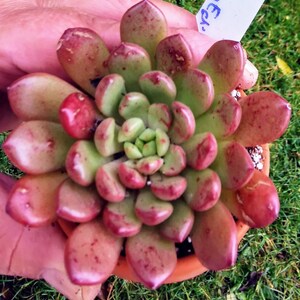 May include: A close-up of a succulent plant with green and red leaves. The plant is in a terracotta pot and has the word 'ECA' written on a tag.