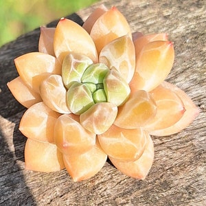 May include: A close-up of a succulent plant with light peach-coloured leaves arranged in a rosette shape. The centre of the rosette is filled with small, green leaves.