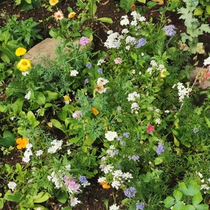 May include: A close-up of a garden bed filled with a variety of white, yellow, and purple flowers. A single butterfly is perched on a flower.