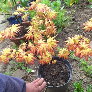 Acer Orange Dream Absolutely Stunning. Lights up the Dullest Garden Well  Over a Foot Tall About 3 Years. Bare Root Sapling Bonsai or Grow On - Etsy  UK