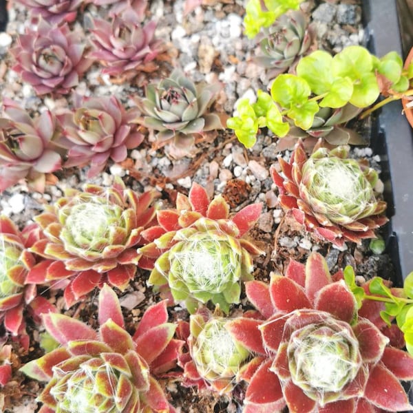 Medium Mixed Sempervivums with colours that Pop! cuttings/Chicks Hardy. 3cm to 5cm plus, some have chicks, most already rooted