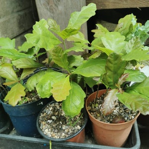 May include: Four small potted oak saplings with green leaves. The saplings are in different sized brown and black pots. The pots are sitting on a black tray.