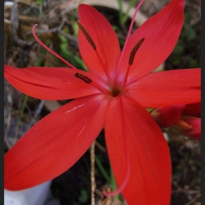 May include: A single red flower with six petals and dark brown stamens. The flower is in focus and the background is blurred.