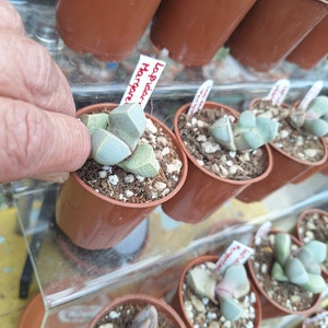 May include: Close-up of a small potted succulent plant with the label "Lapidaria Marganata" in red lettering. The plant is light green and has a unique, rounded shape. The pot is brown and the plant is sitting on a shelf with other succulents.