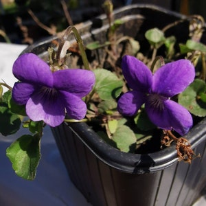 May include: A close-up of a potted plant with two vibrant purple flowers. The plant is in a black plastic pot with a textured surface.