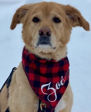 Iu dog bandana online