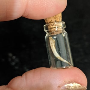 Presa de Cobra | Cascavel Diamondback Oriental (Livre de crueldade, perfeita para arte, resina, joias, Wiccan, Pagan, Hoodoo, rituais, amuletos, feitiços)