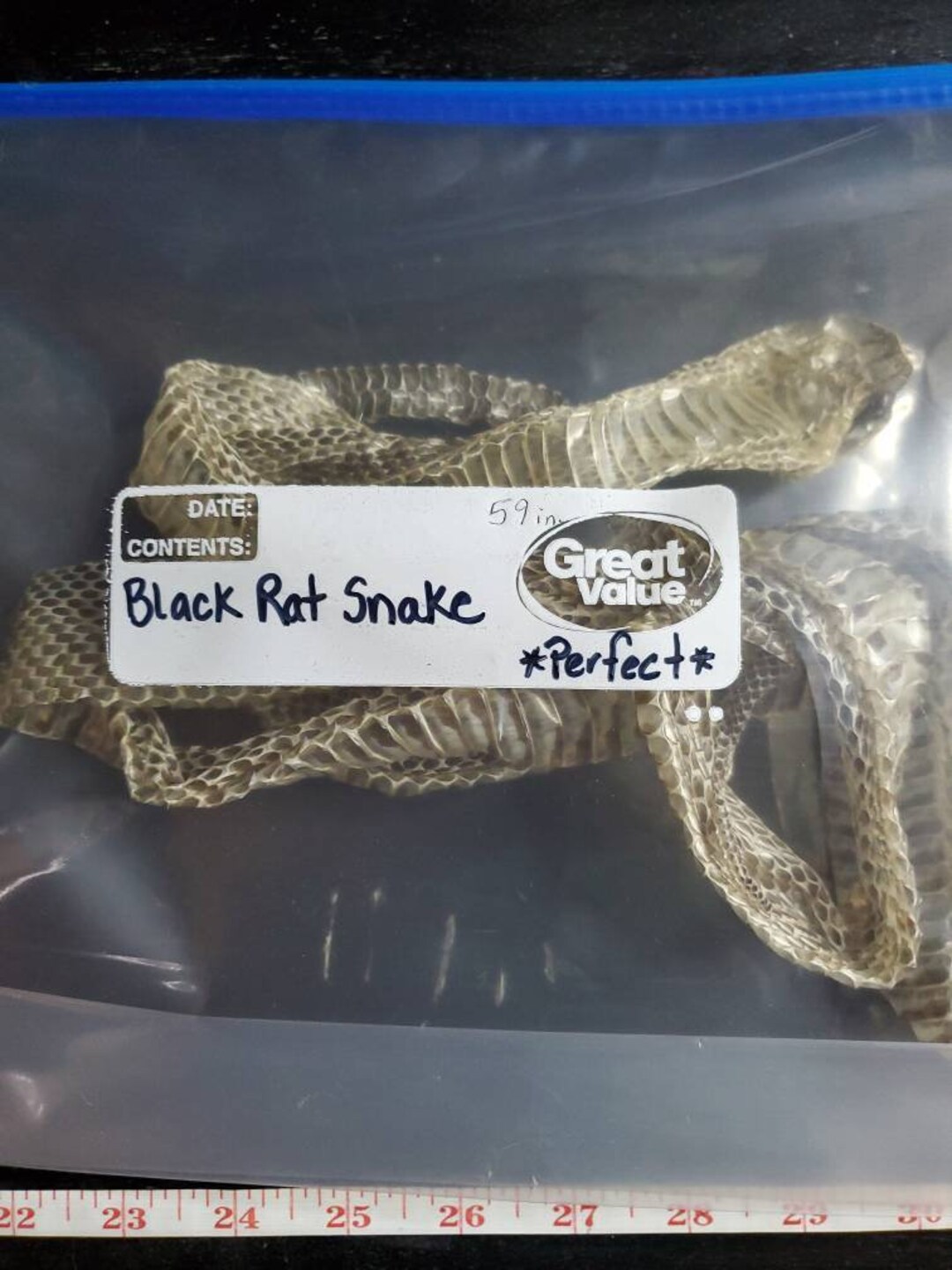 Black Rat Snake Shed 59 In Crueltyfree PERFECT Resin Etsy