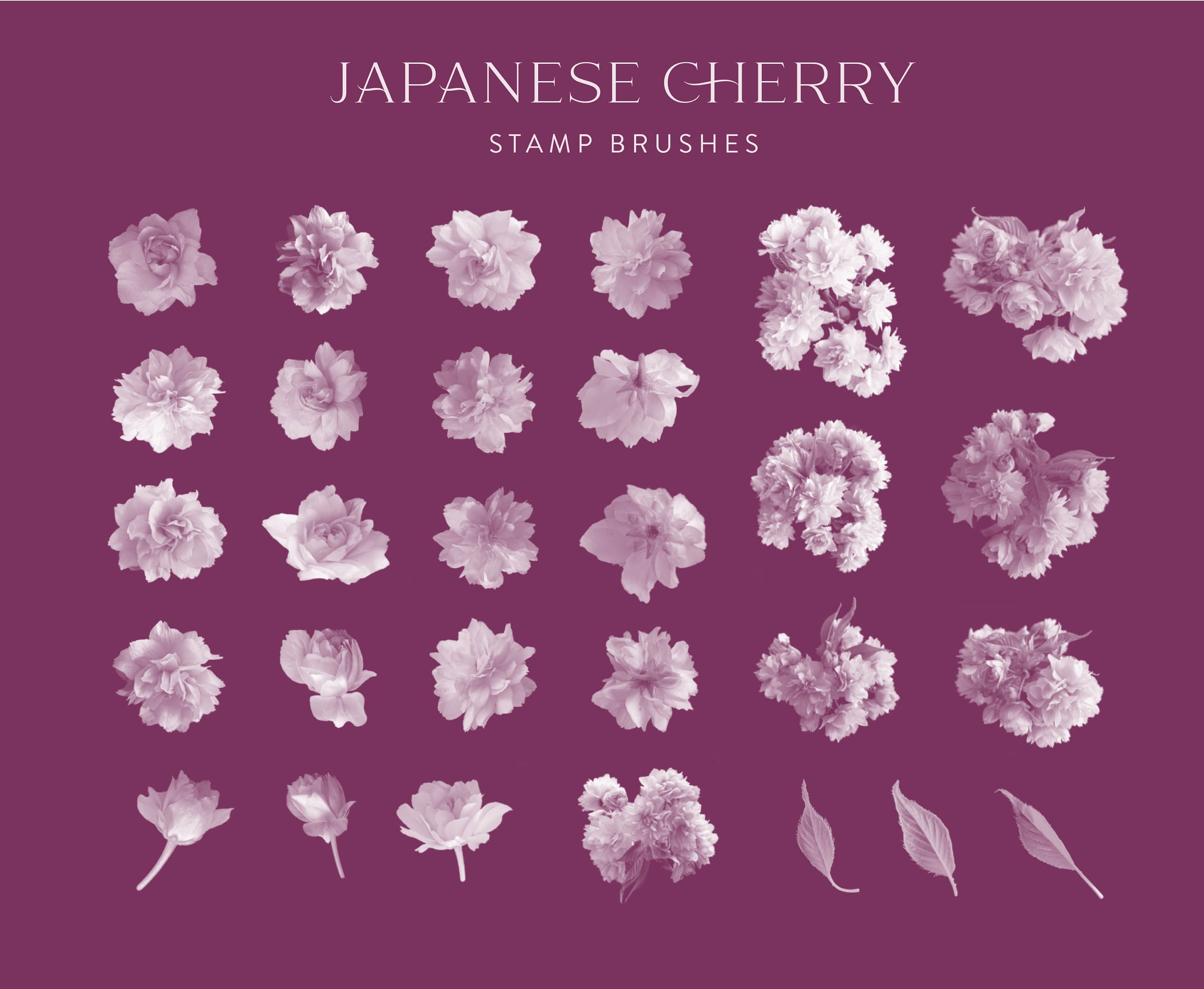 Cherry Blossom Procreate Brushes - Floral Stamps, Texture Brushes ...
