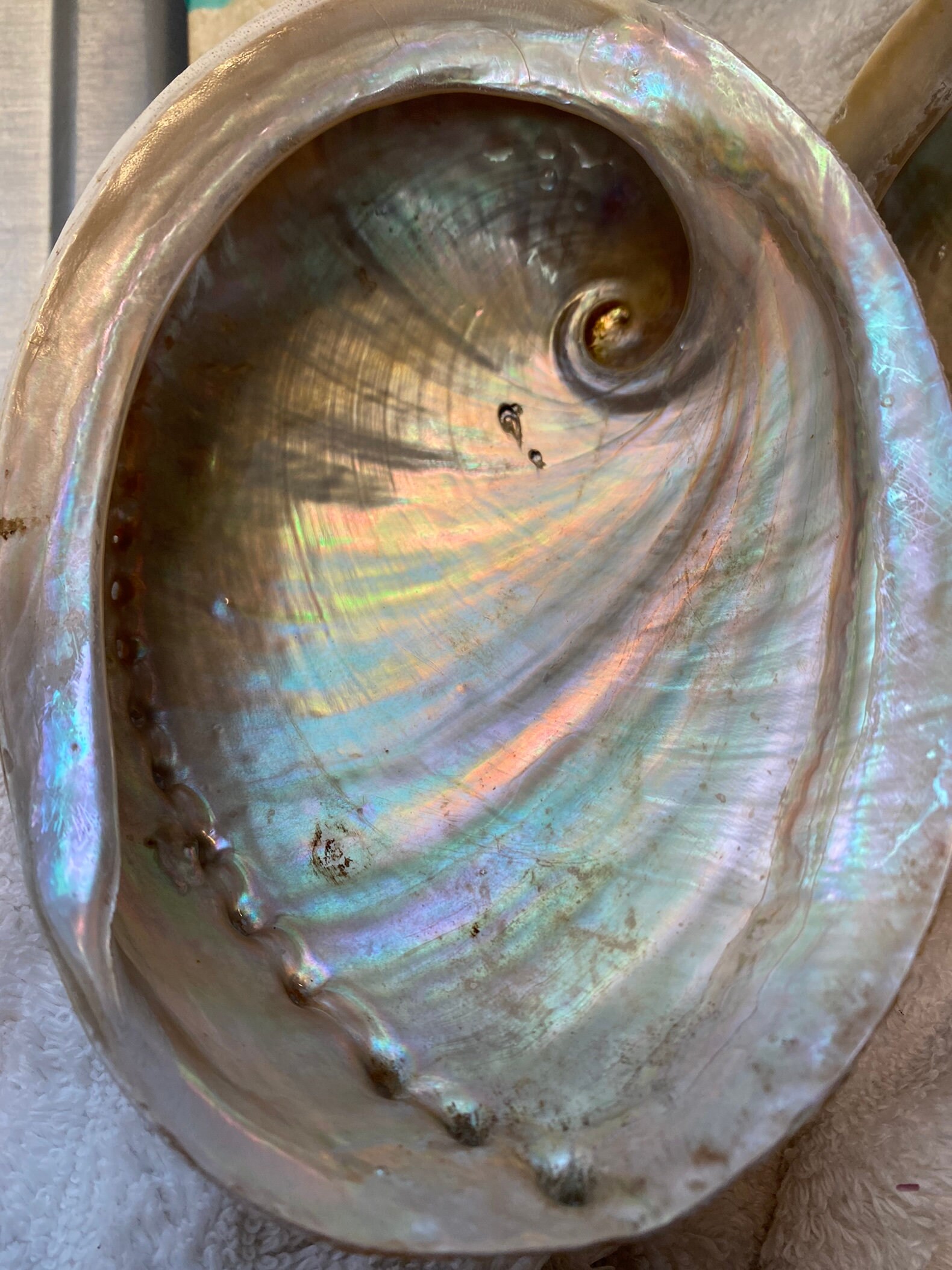 Concha de abulón con pequeño paquete de salvia | Etsy