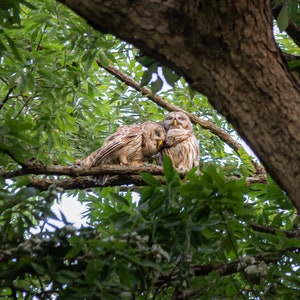 Love Birds