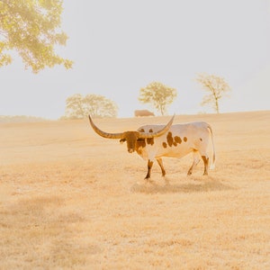 Texas Longhorn