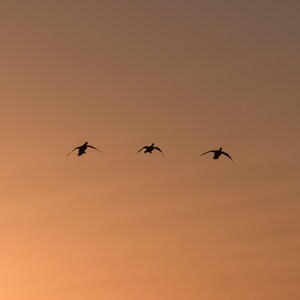 Migrating Silhouette