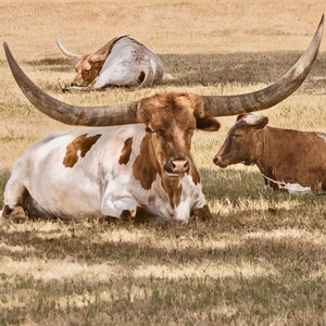 Texas Longhorns
