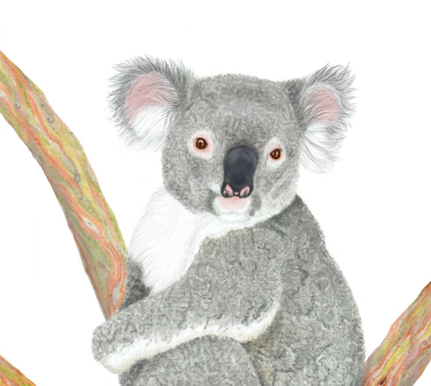 Koala print wildlife art print nursery decor Australian Etsy