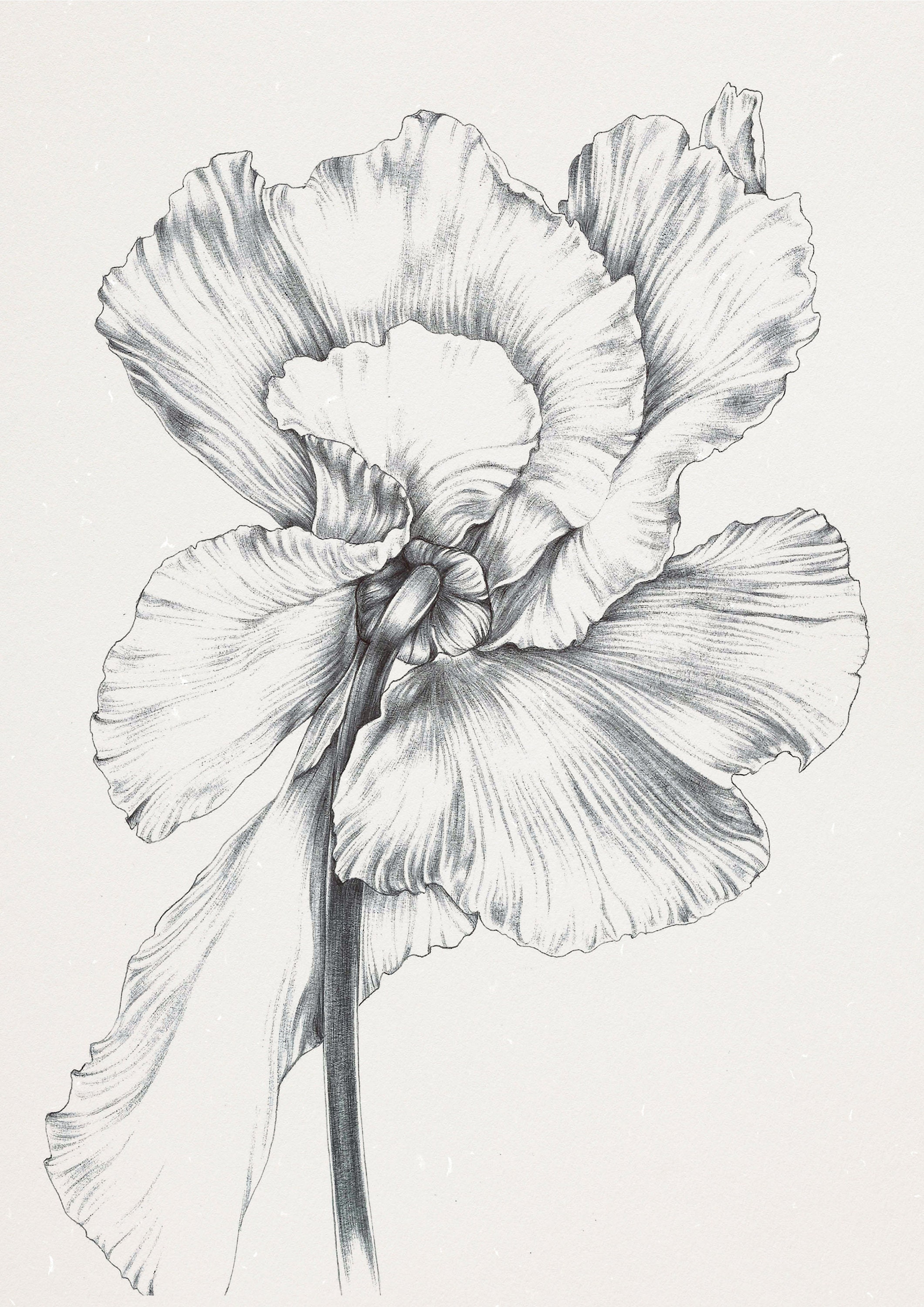 Share 75+ pen sketches of flowers - in.eteachers